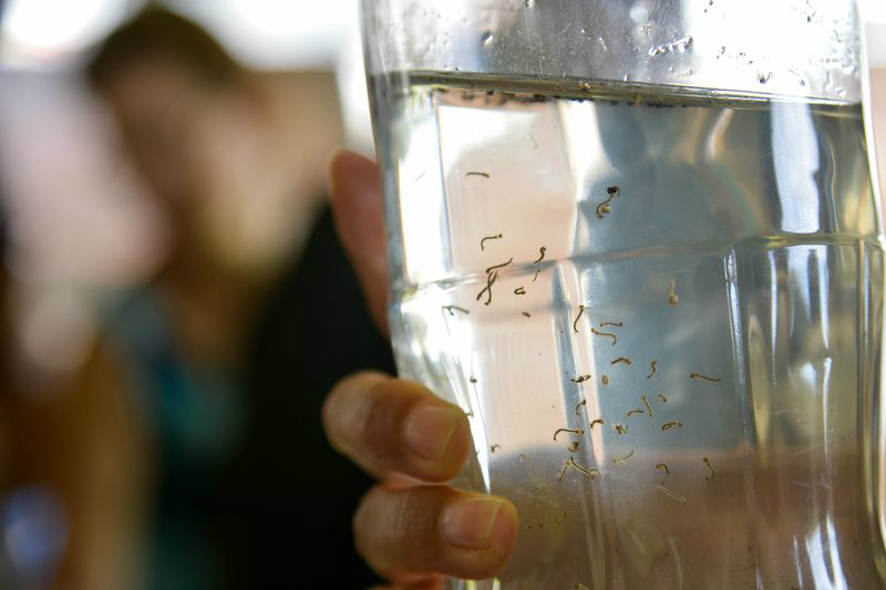 Larvas Aedes