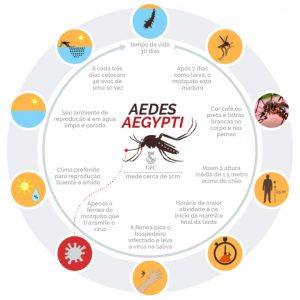 Informações sobre o Aedes Aegypti