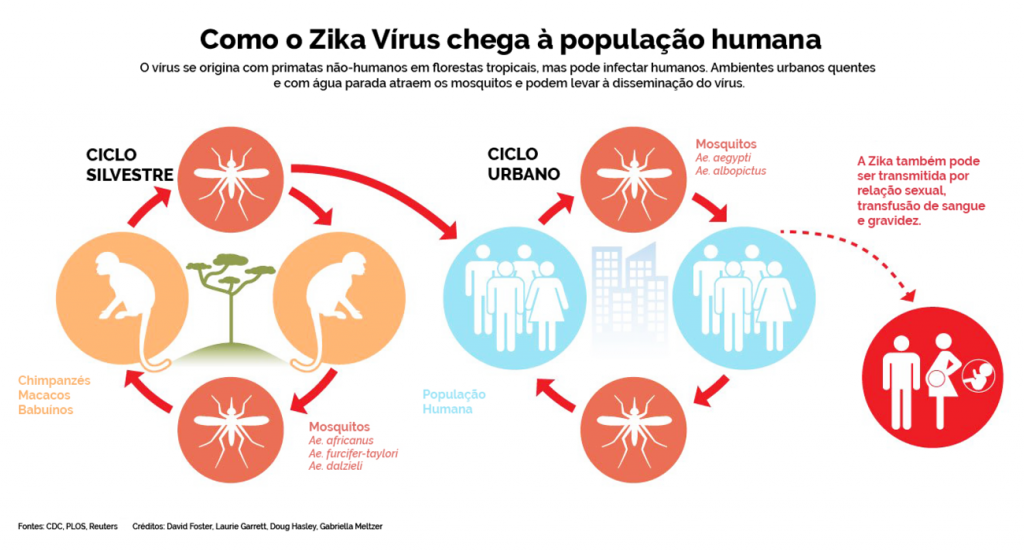 Como o Zika Vírus chega à população