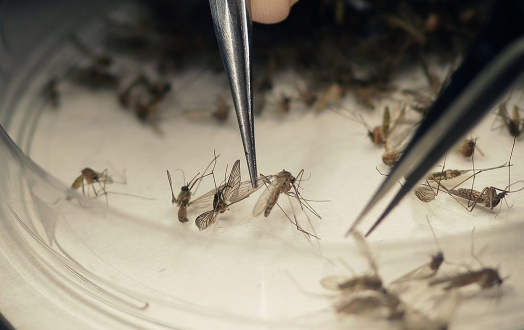 Mosquito Aedes aegypti é o tranmissor da zika, dengue e chikungunya (Foto: LM Otero/Arquivo/AP Photo) 